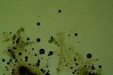 Eichleriella macrospora image