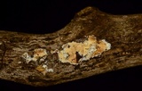 Cylindrobasidium evolvens image