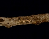 Cylindrobasidium evolvens image