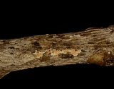Cylindrobasidium evolvens image