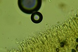 Cylindrobasidium evolvens image