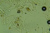 Cylindrobasidium evolvens image