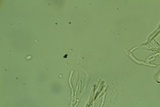 Cylindrobasidium evolvens image