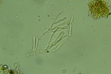 Cylindrobasidium evolvens image