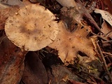 Hebeloma sordidum image