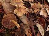 Hebeloma sordidum image