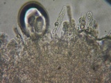Hebeloma sordidum image