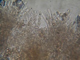 Hebeloma sordidum image