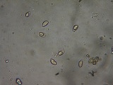Hebeloma sordidum image