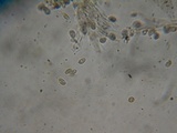 Hebeloma sordidum image