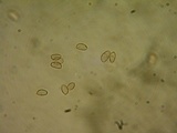Hebeloma sordidum image