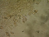 Hebeloma sordidum image