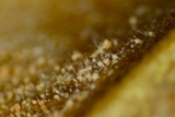 Pseudonectria buxi image