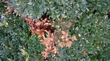 Pseudonectria buxi image