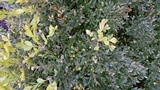 Pseudonectria buxi image