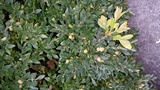Pseudonectria buxi image