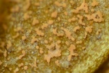 Pseudonectria buxi image