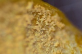 Pseudonectria buxi image