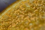 Pseudonectria buxi image