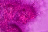 Pseudonectria buxi image
