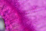 Pseudonectria buxi image