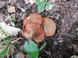Aureoboletus innixus image