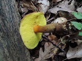 Aureoboletus innixus image