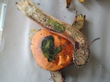 Aureoboletus innixus image
