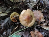Tricholoma fulvum image