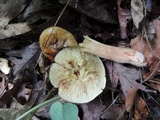 Tricholoma fulvum image