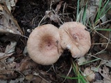 Lactarius frustratus image