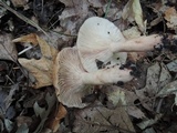 Lactarius frustratus image