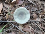 Russula redolens image