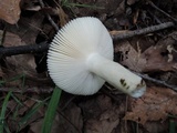 Russula redolens image