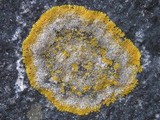 Caloplaca decipiens image
