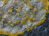 Caloplaca decipiens image