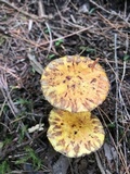 Suillus americanus image
