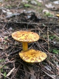 Suillus americanus image