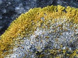 Caloplaca decipiens image