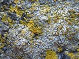 Caloplaca decipiens image