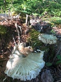Megacollybia rodmanii image