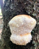 Fomitopsis mounceae image