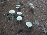 Amanita albocreata image