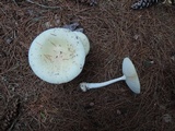 Amanita albocreata image