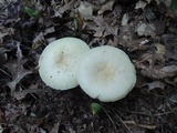 Amanita albocreata image