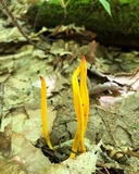 Clavulinopsis fusiformis image