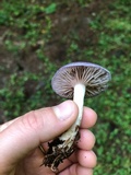 Cortinarius iodes image