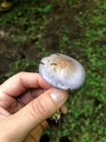 Cortinarius iodes image