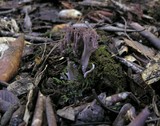 Ramaria violaceibrunnea image