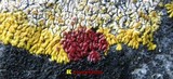 Caloplaca decipiens image